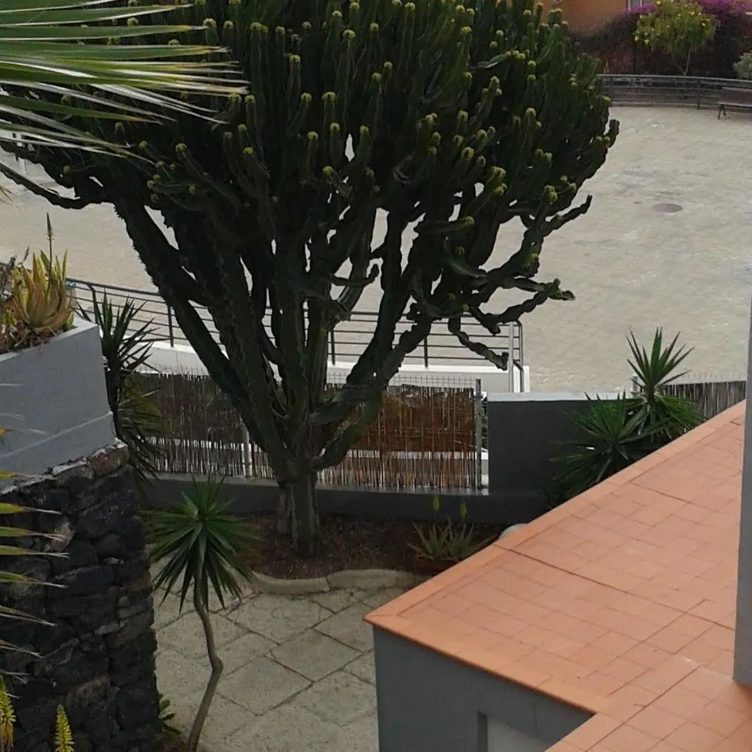 Apartamento Pardela Costa Adeje  Costa Adeje (Tenerife)